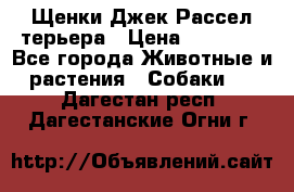 Щенки Джек Рассел терьера › Цена ­ 20 000 - Все города Животные и растения » Собаки   . Дагестан респ.,Дагестанские Огни г.